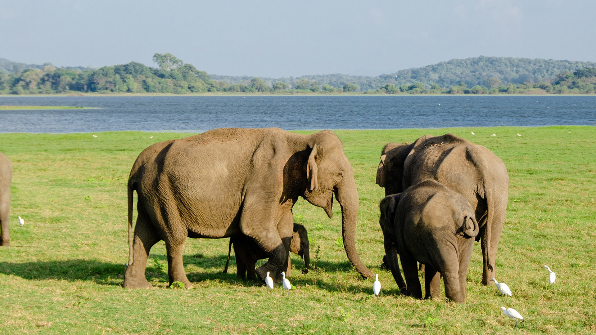 Two Asian elephants stood on a grassy plain in front of a lake