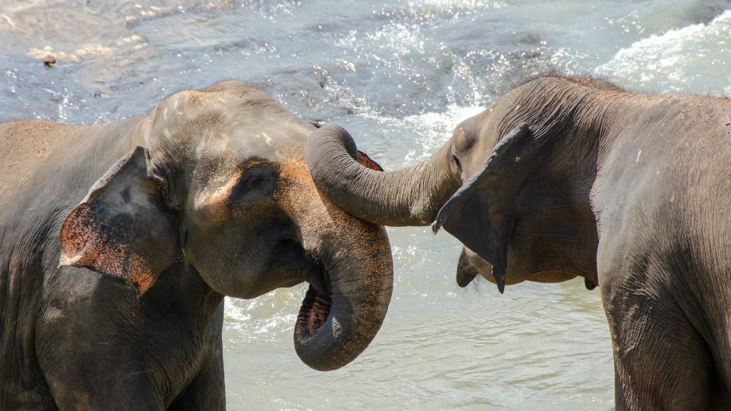 Two Asian elephants playing in water
