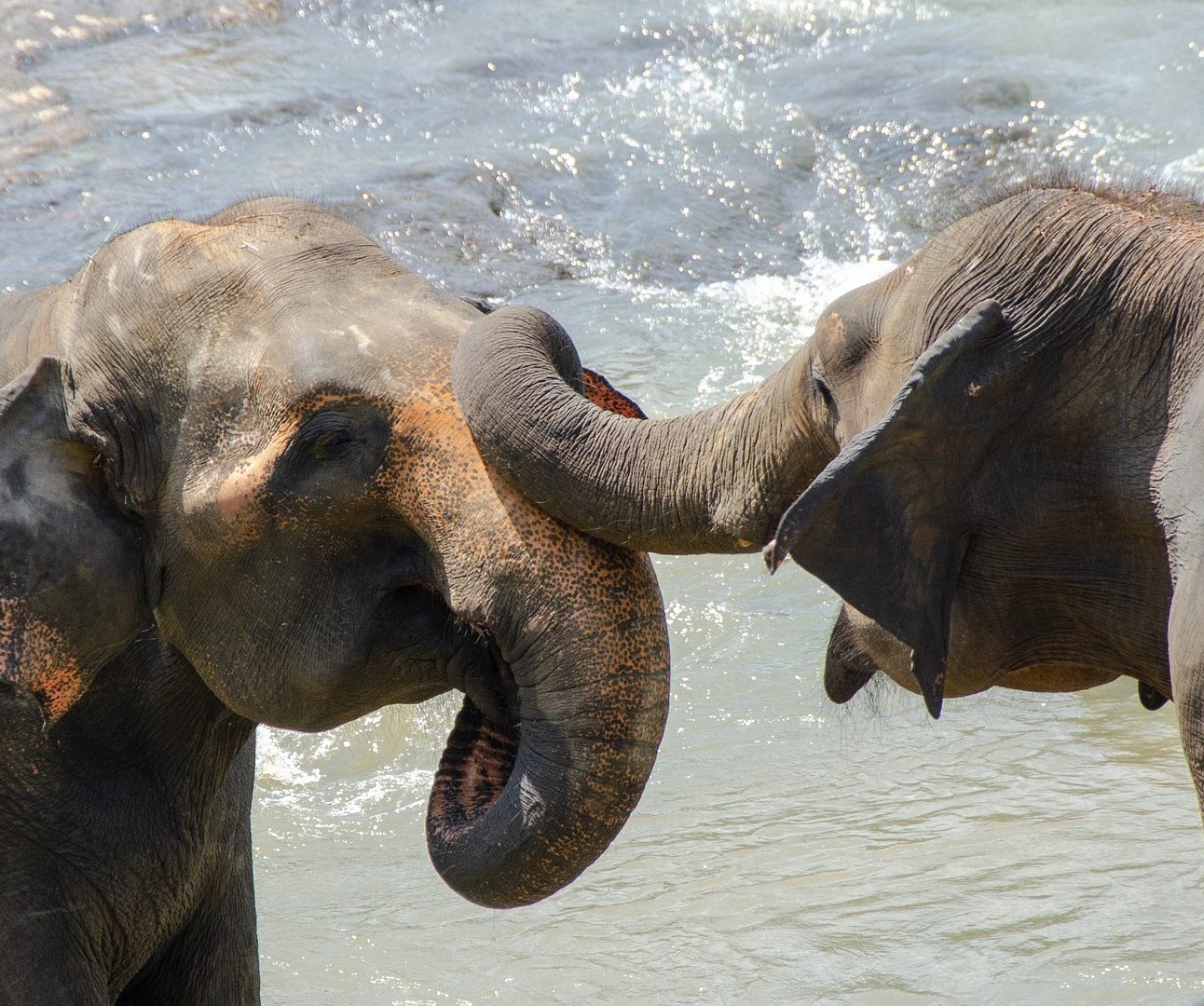 Two Asian elephants playing in water