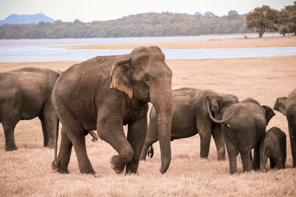 A group of Asian elephants standing on dry grass