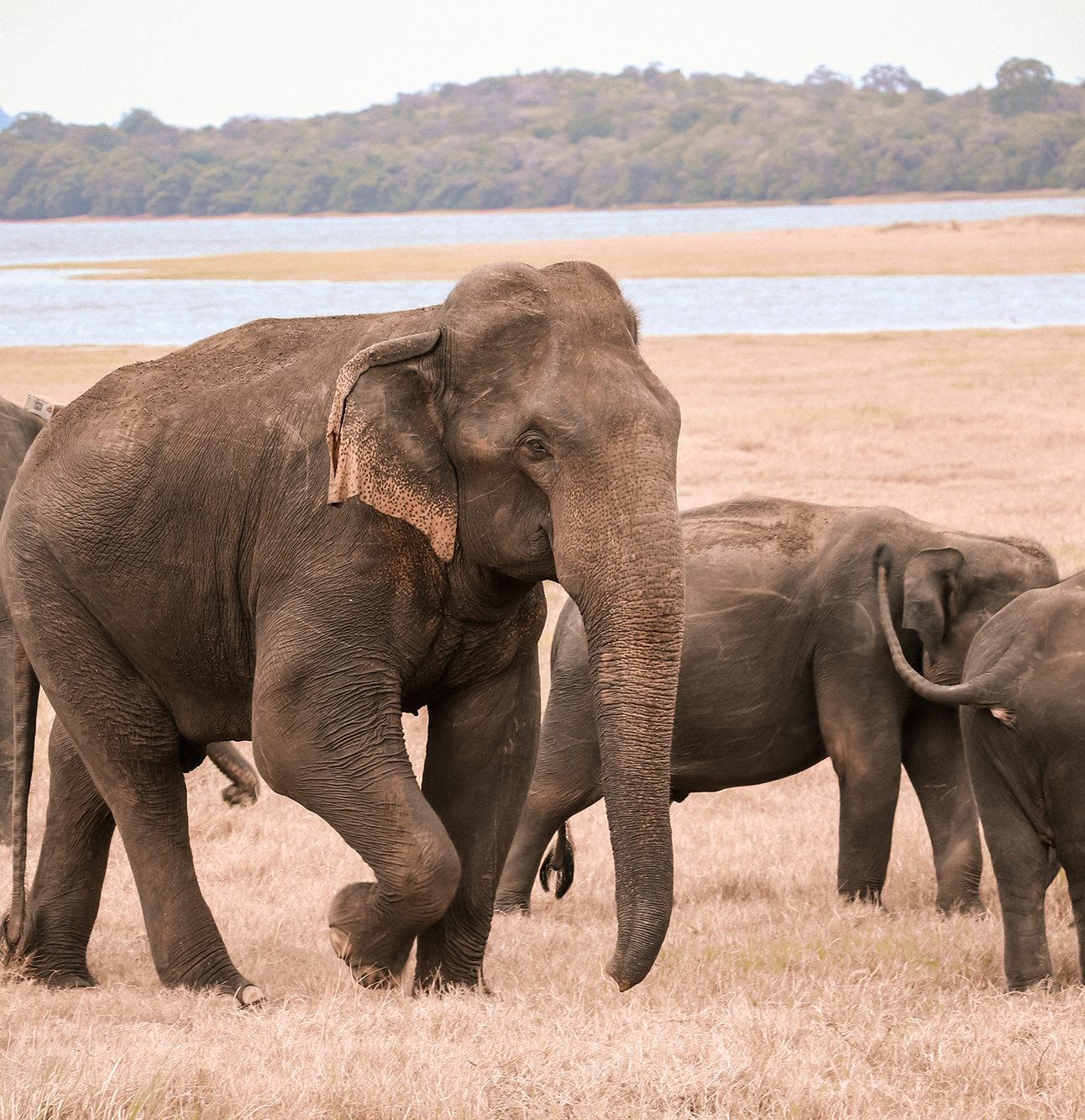 A group of Asian elephants standing on dry grass