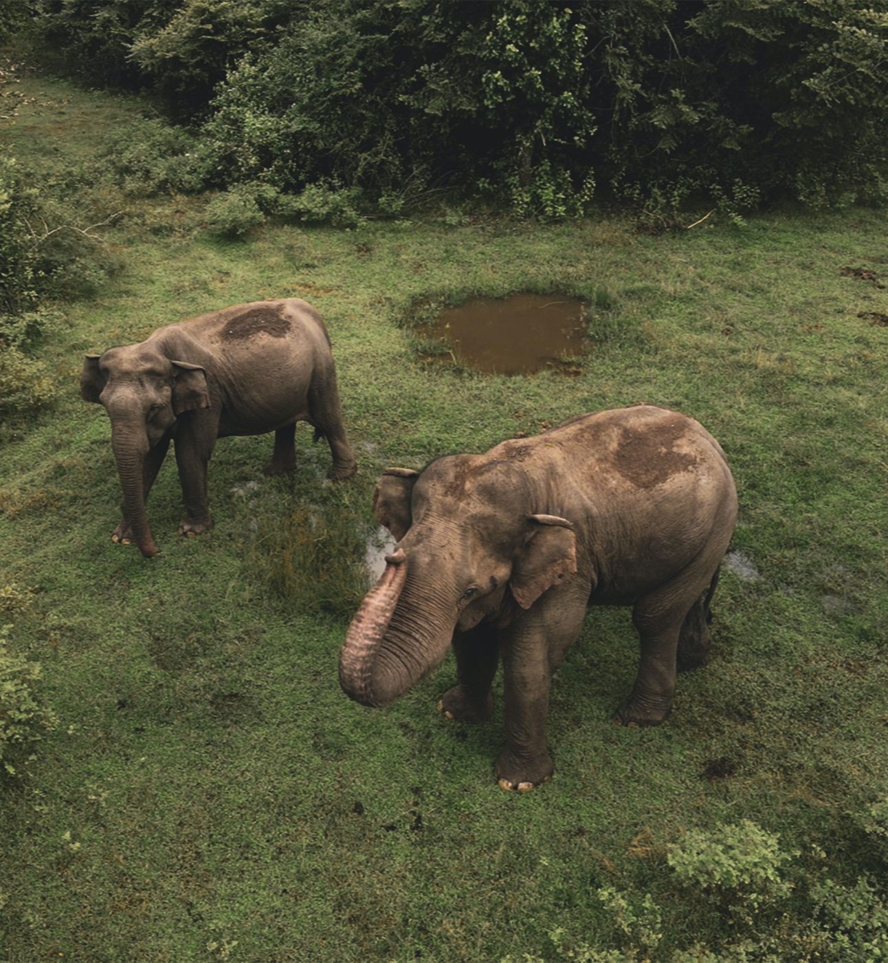 Two Asian elephants photographed from above surrounded by shrubs and grass