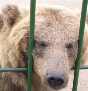 A brown bear resting its nose through the bars of its cage