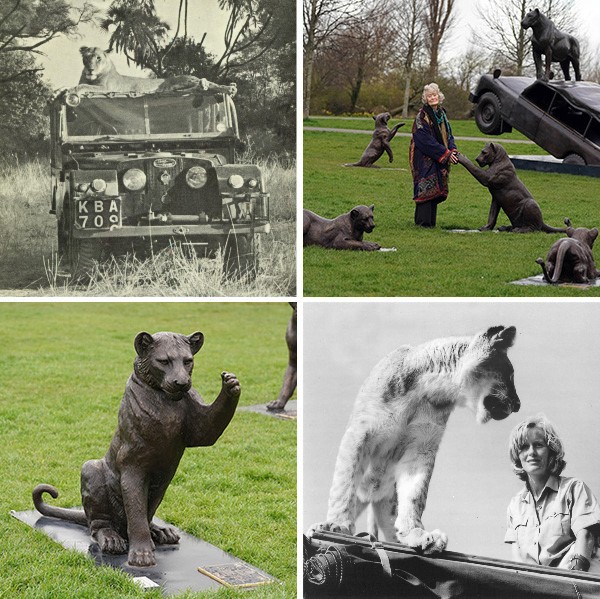A montage of photos of the Born Free Forever bronze statues and archive photos of Virginia McKenna and a lion