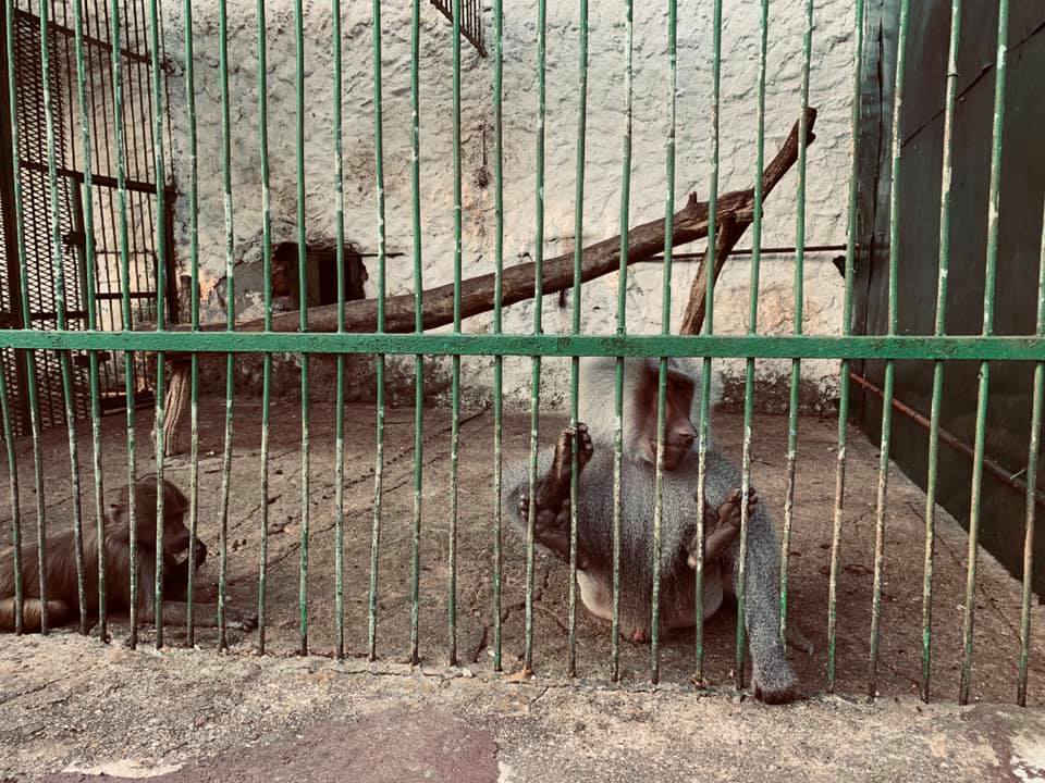 A baboon clings to the bars of a tiny enclosure