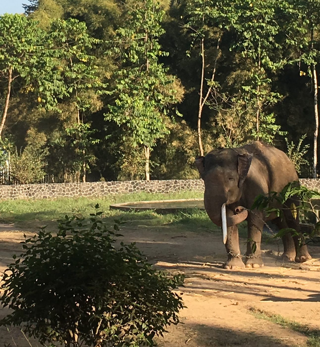 An elephant stands swinging his trunk