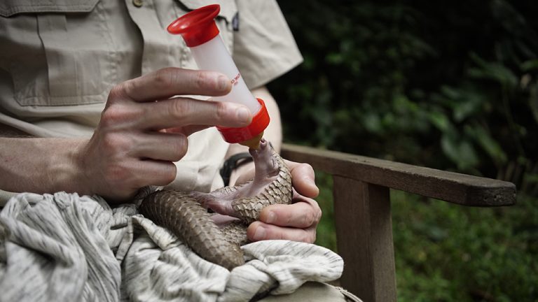 Baby pangolin being bottle fed © Maurius Retrief