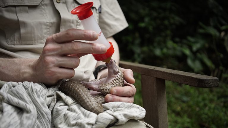 Sangha Pangolin Project Gallery