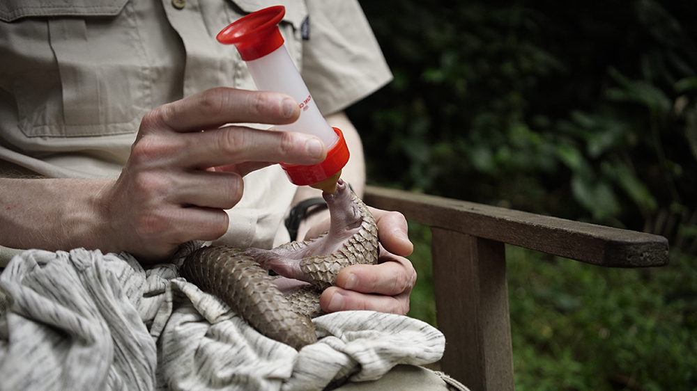A baby pangolin is being held in the lap of a person, who is holding a bottle of milk upside down for the pangolin to feed from