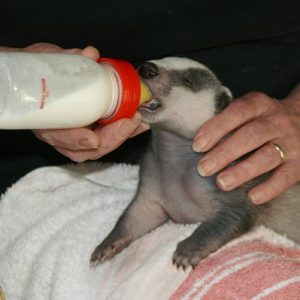 A baby badger being held and fed from a bottle of milk