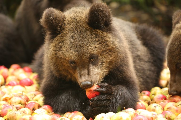 Orphan Bear Rescue Centre Gallery