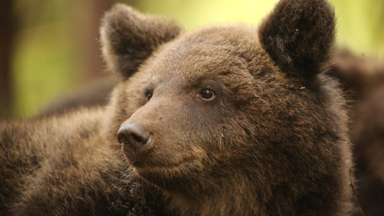 Bear in release training © OBRC