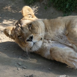 A contented looking lioness lying down on her side, paws up as if she is rolling over