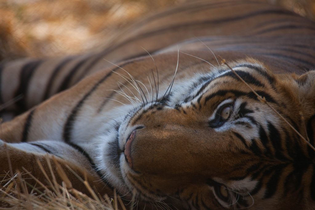 A close of of the head of a Bengall tiger, lying on its side on the ground