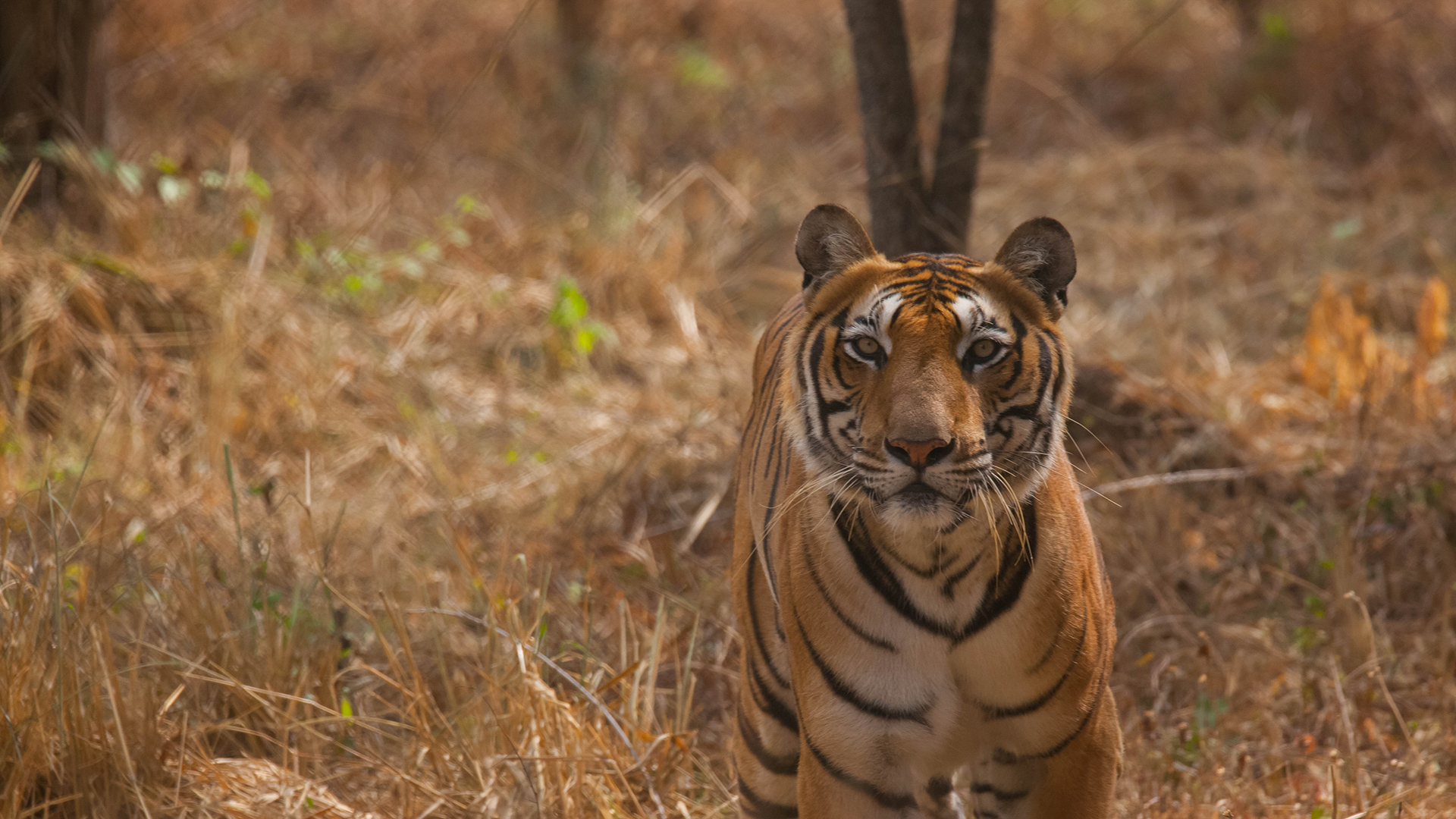 A Bengal tiger stands in tall, dry grass, looking at the camera