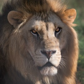 Close up photo of adult male lion Black