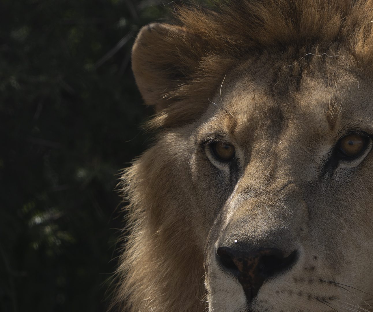 Close up of the eyes and nose of a lion