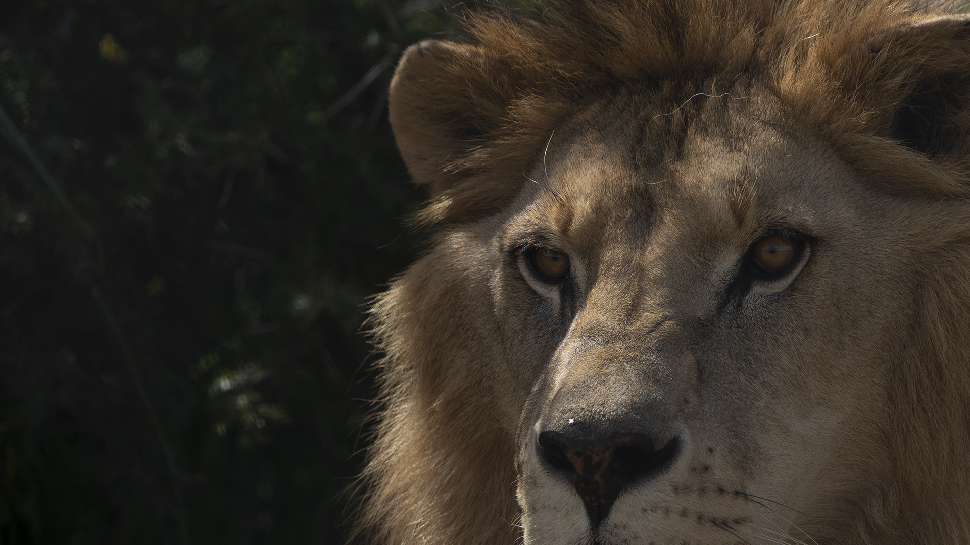 Close up of the eyes and nose of a lion