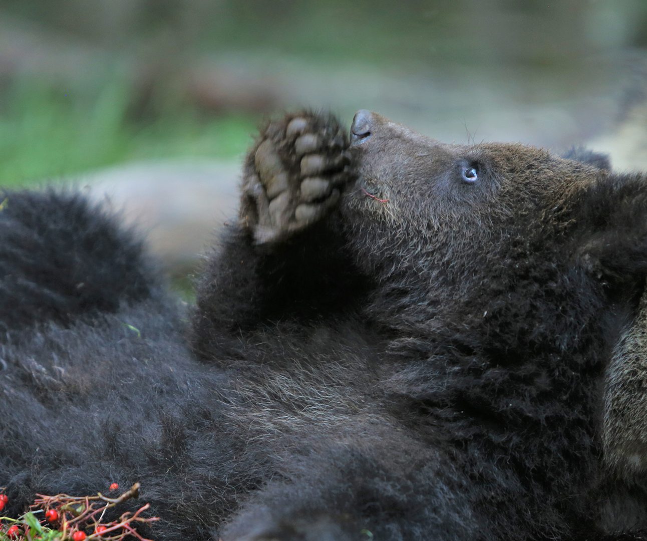 Two young brown bear cubs are rolling on the ground together