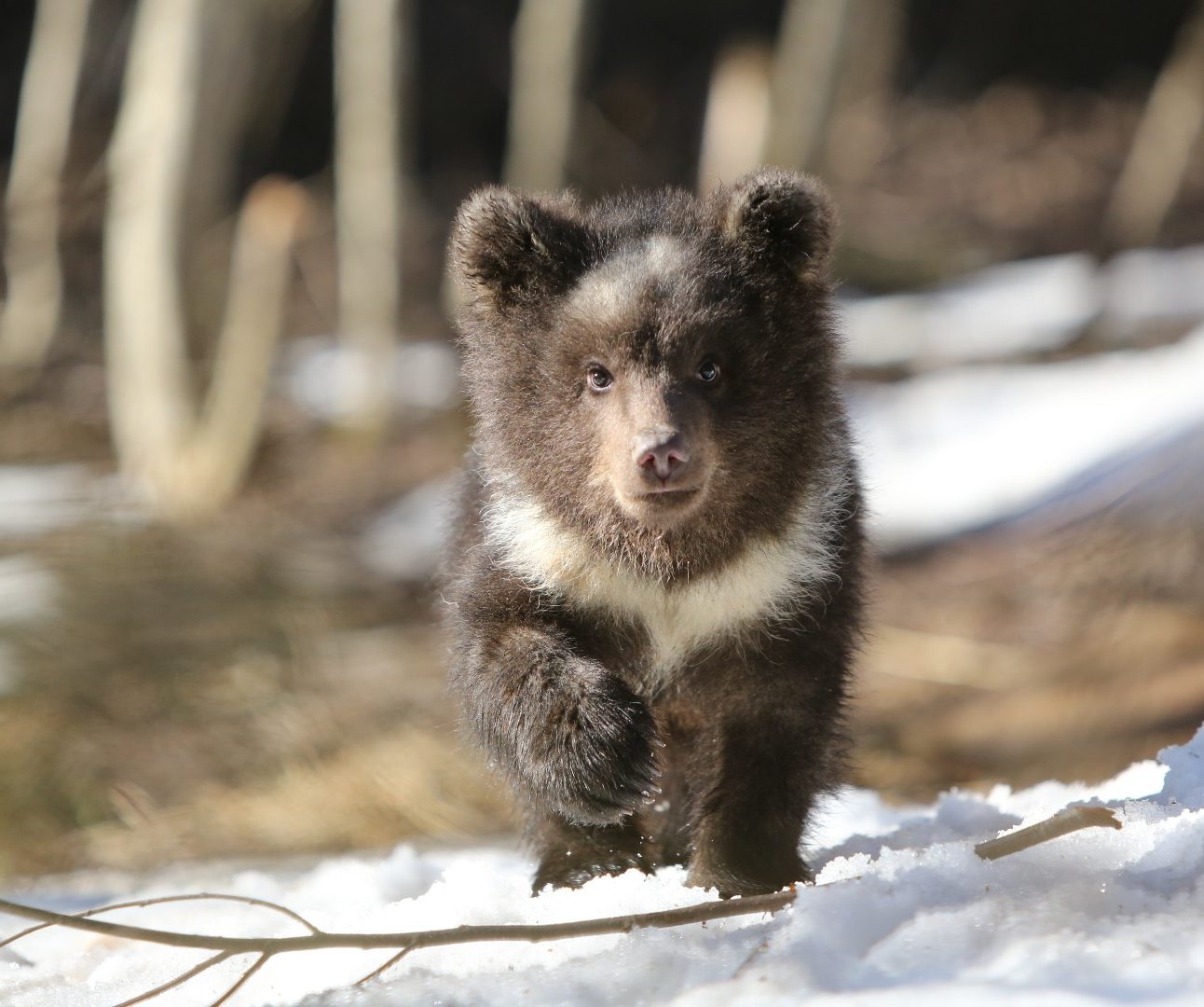 A brown bear cub running through the snow