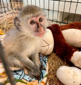 A rescued vervet monkey sits in a crate next to a cuddly monkey toy