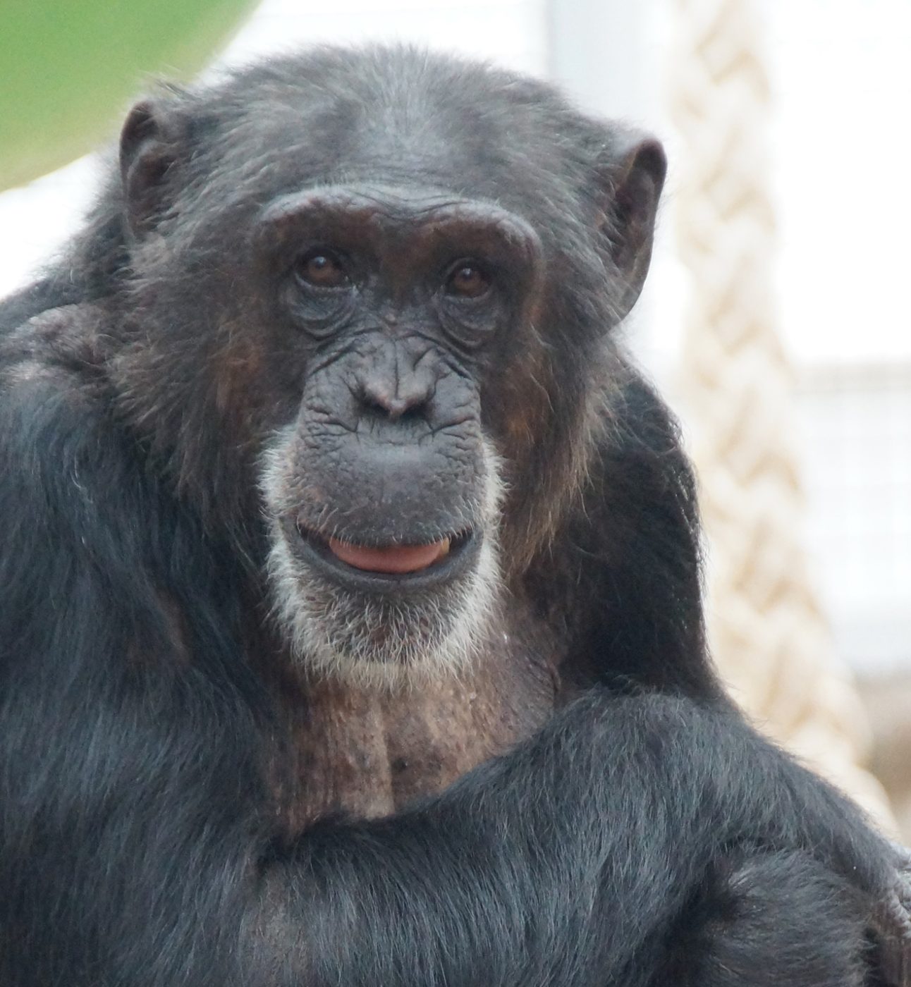 Close up of a chimpanzee looking at the camera