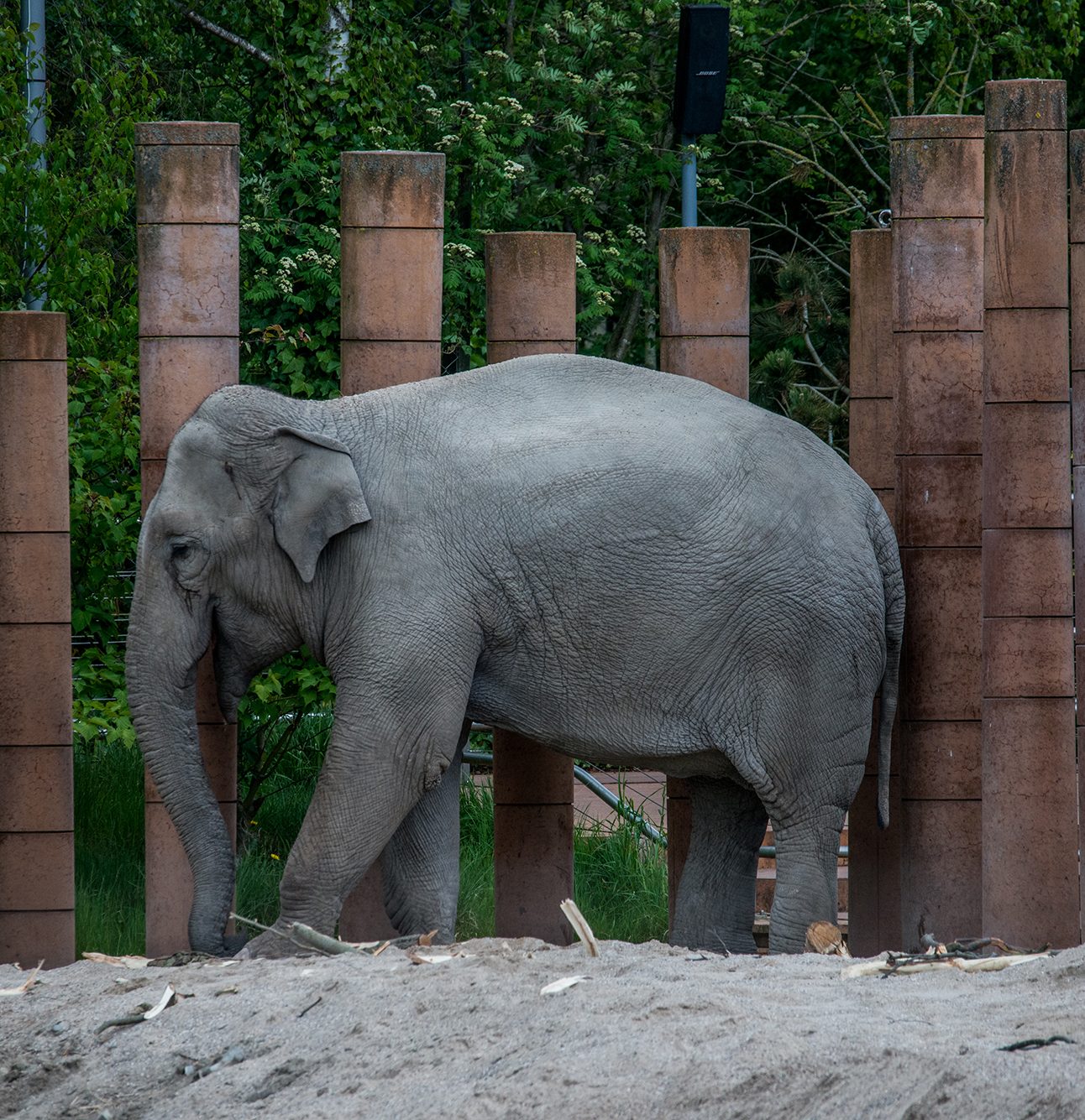 An elephant stands in front of a bamboo fence