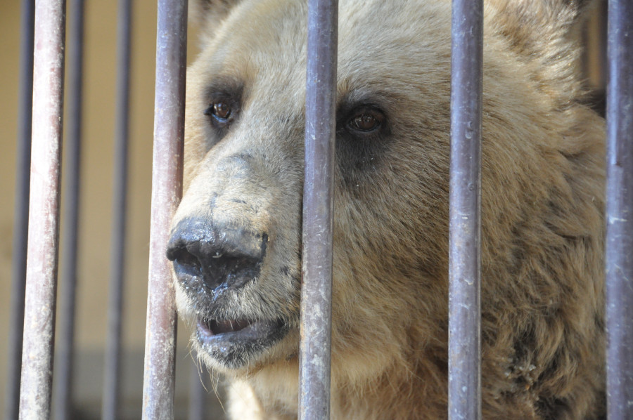 A brown bear looking out from behind the bars of a cage