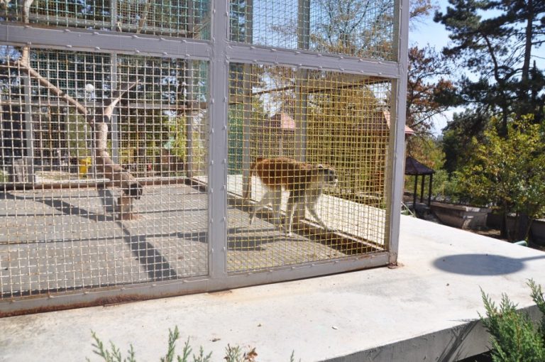 Caged monkey at Bitola Zoo (c) Born Free