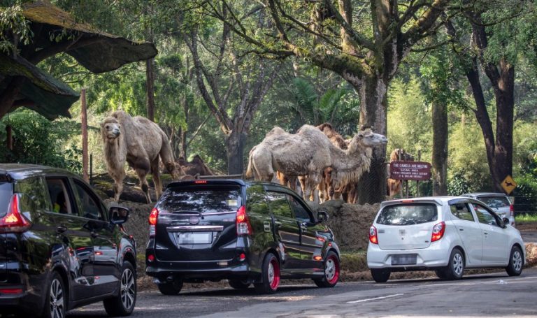 TAMAN SAFARI GALLERY