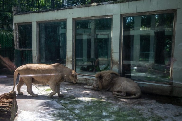 Captive lions at Saigon Zoo (c) Aaron Gekoski