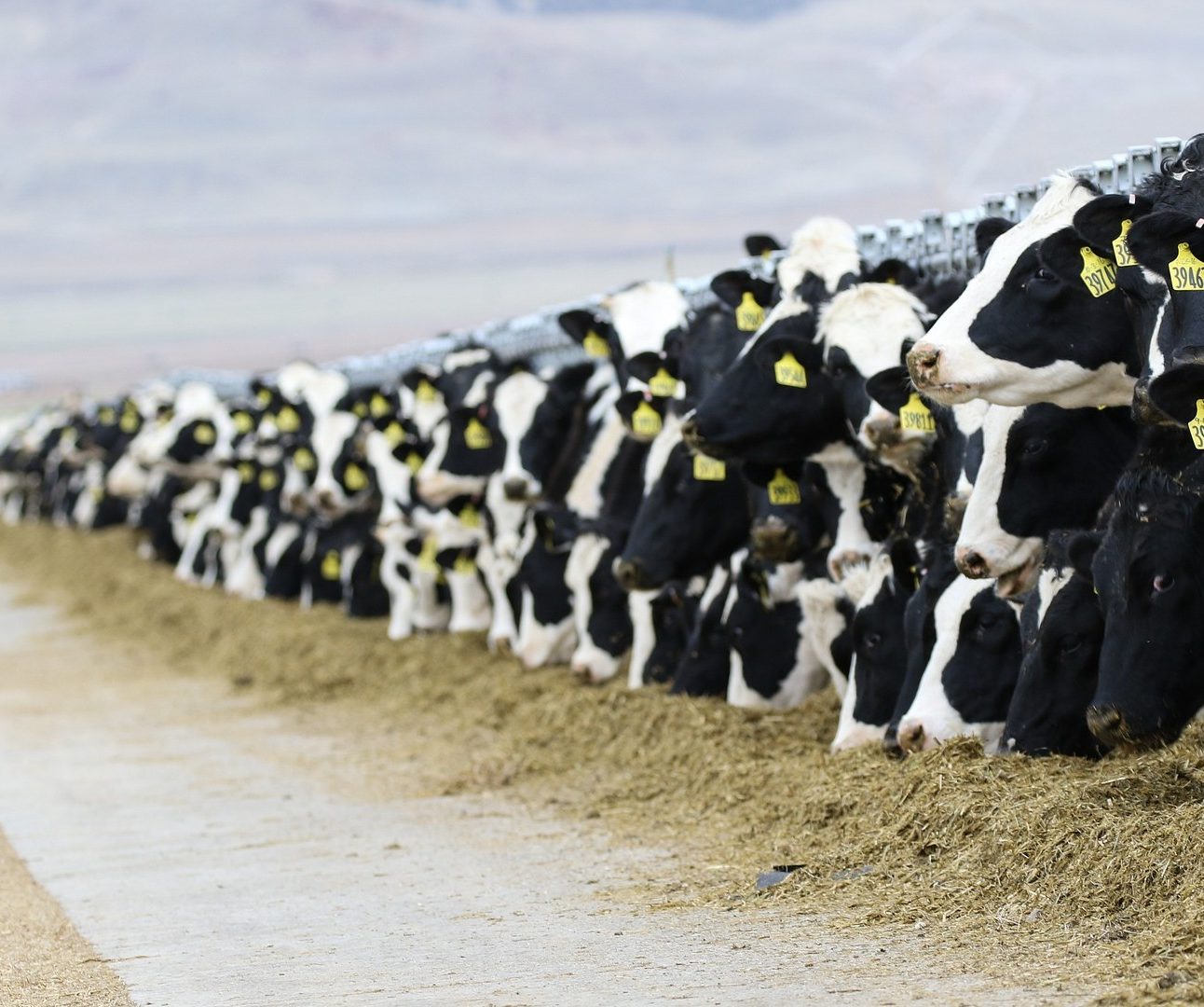 A row of dairy cattle