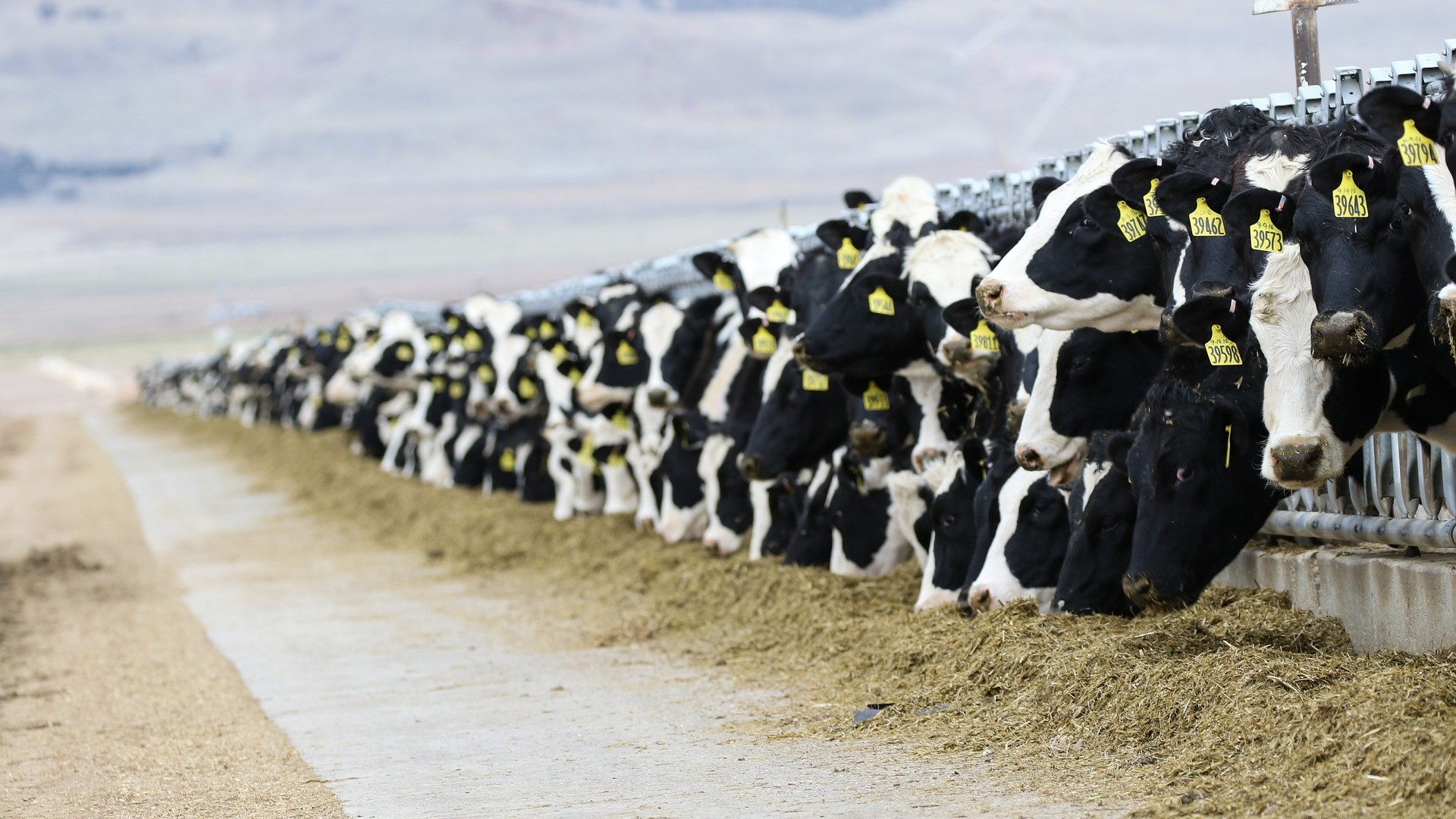 A row of dairy cattle
