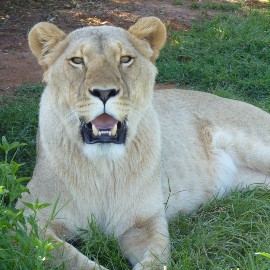 Cersei the lioness laying down with mouth open at Shamwari
