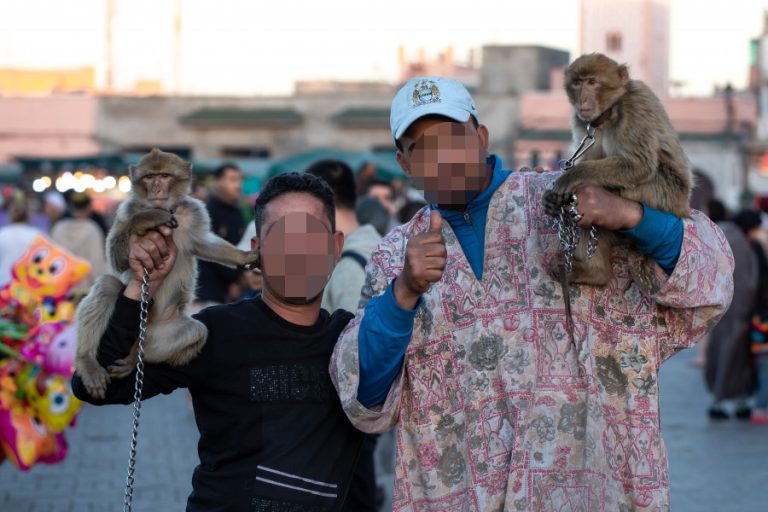 Chained barbary macaques being used as photo props in Jemaa el-Fna Square (c) Aaron Gekoski