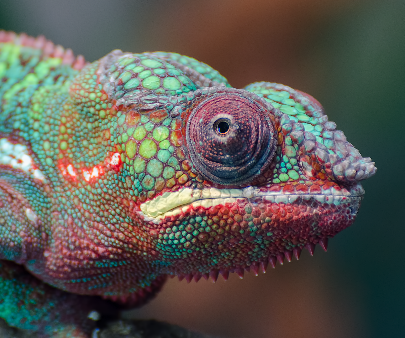 We’re calling for the UK Government to review and reform laws on exotic pet ownership.