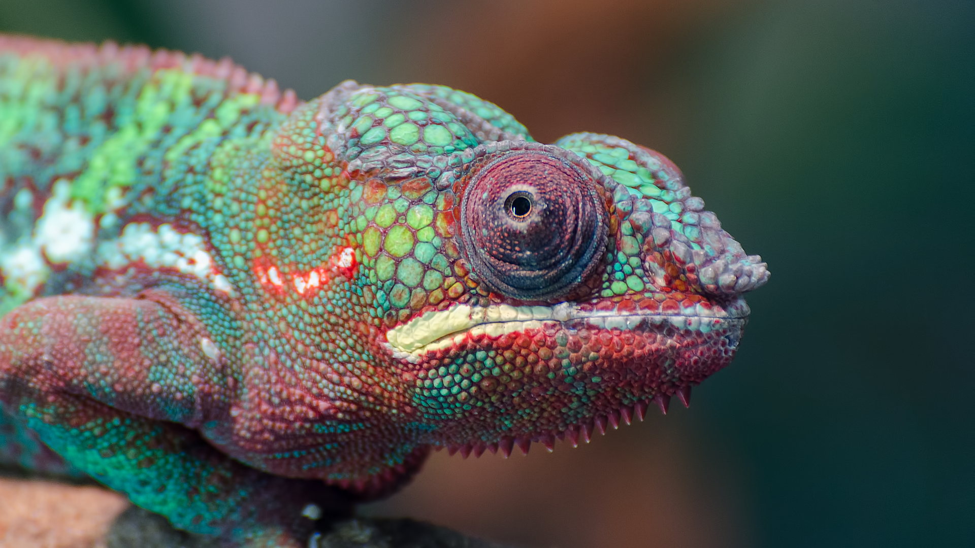 We’re calling for the UK Government to review and reform laws on exotic pet ownership.