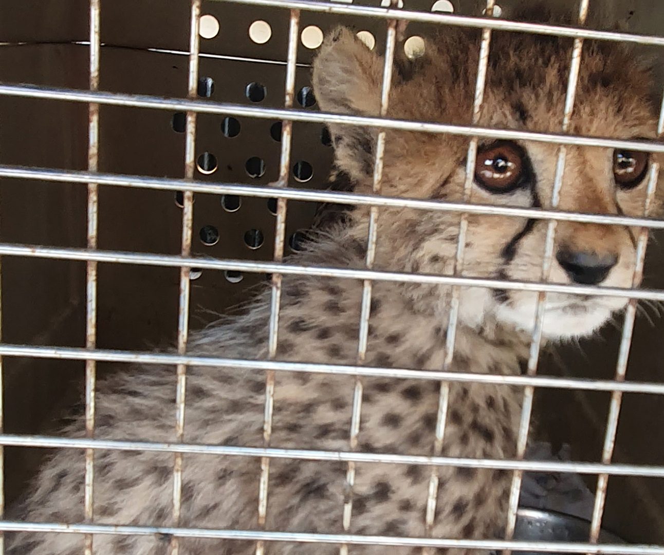 A cheetah cub is sitting in a small animal carrier behind a metal grid door