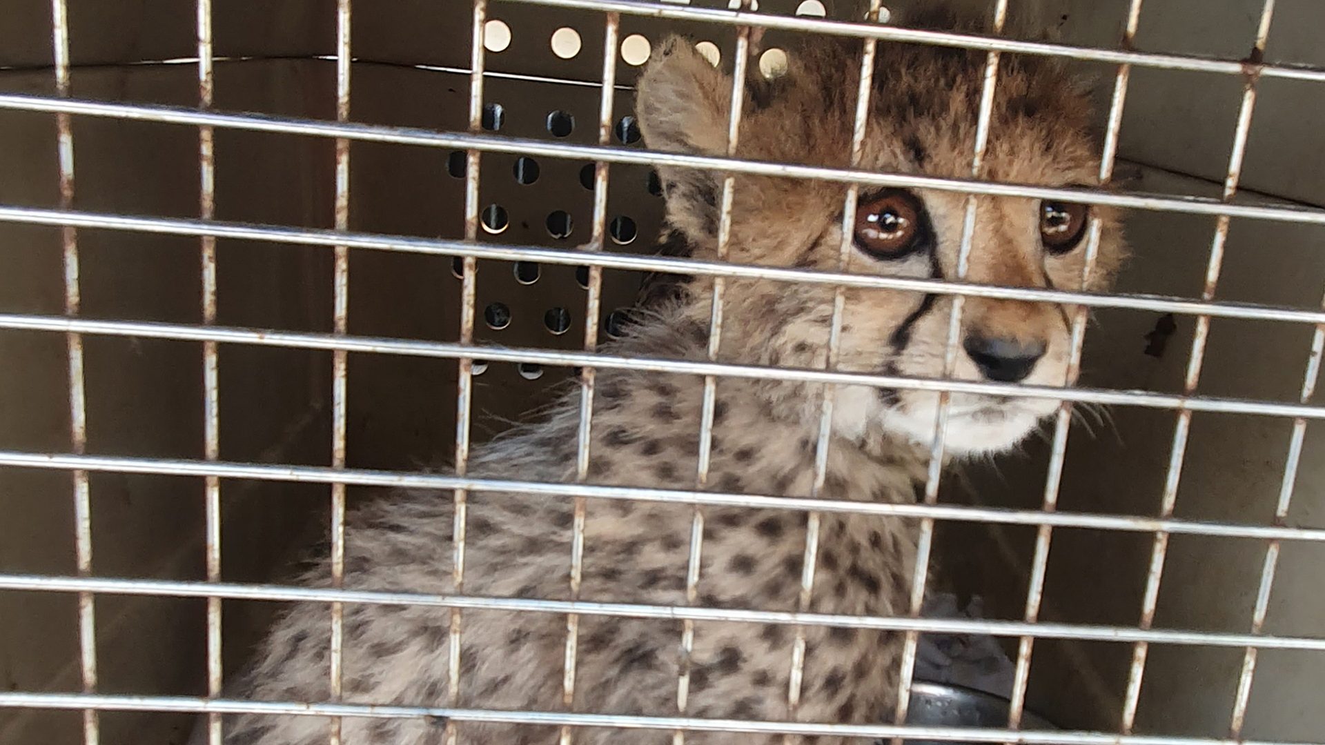 A cheetah cub is sitting in a small animal carrier behind a metal grid door