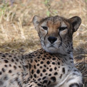 Close up of a cheetah lying down looking ahead