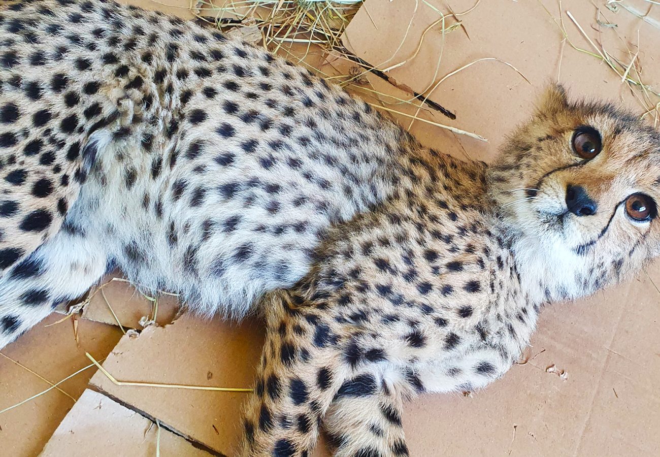A cheetah cub is lying on the floor looking up at the camera