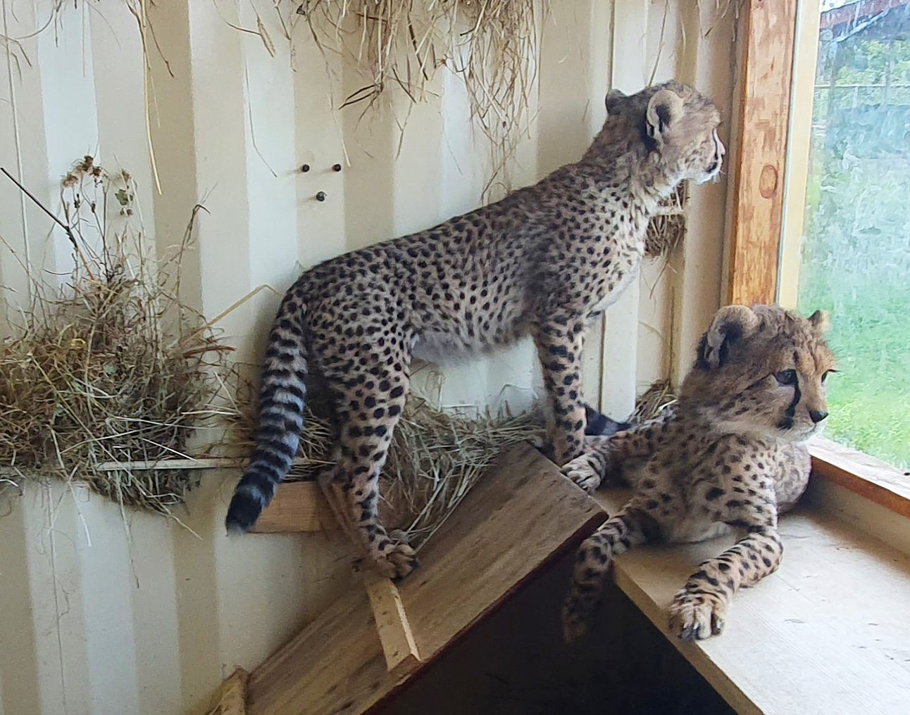Two young cheetah standing on a wooden platform and looking out a window