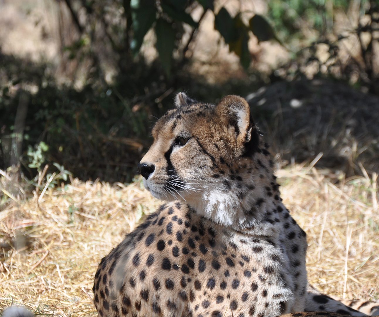 A cheetah lying on the ground with head raised, looking to the side