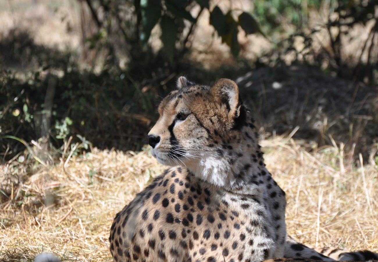 A cheetah lying on the ground with head raised, looking to the side