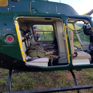 A cheetah lying on the backseat of a green helicopter