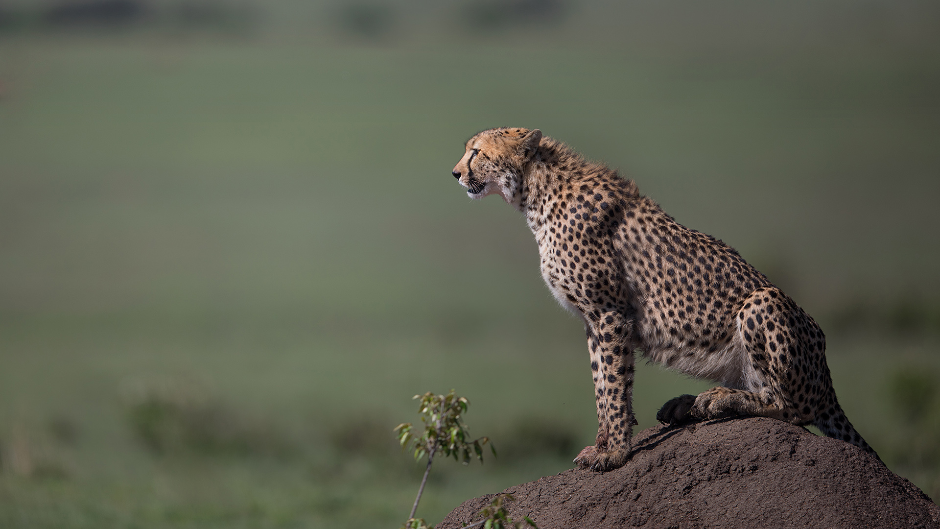 A cheetah sits on top of a mound of earth looking out at the landscape