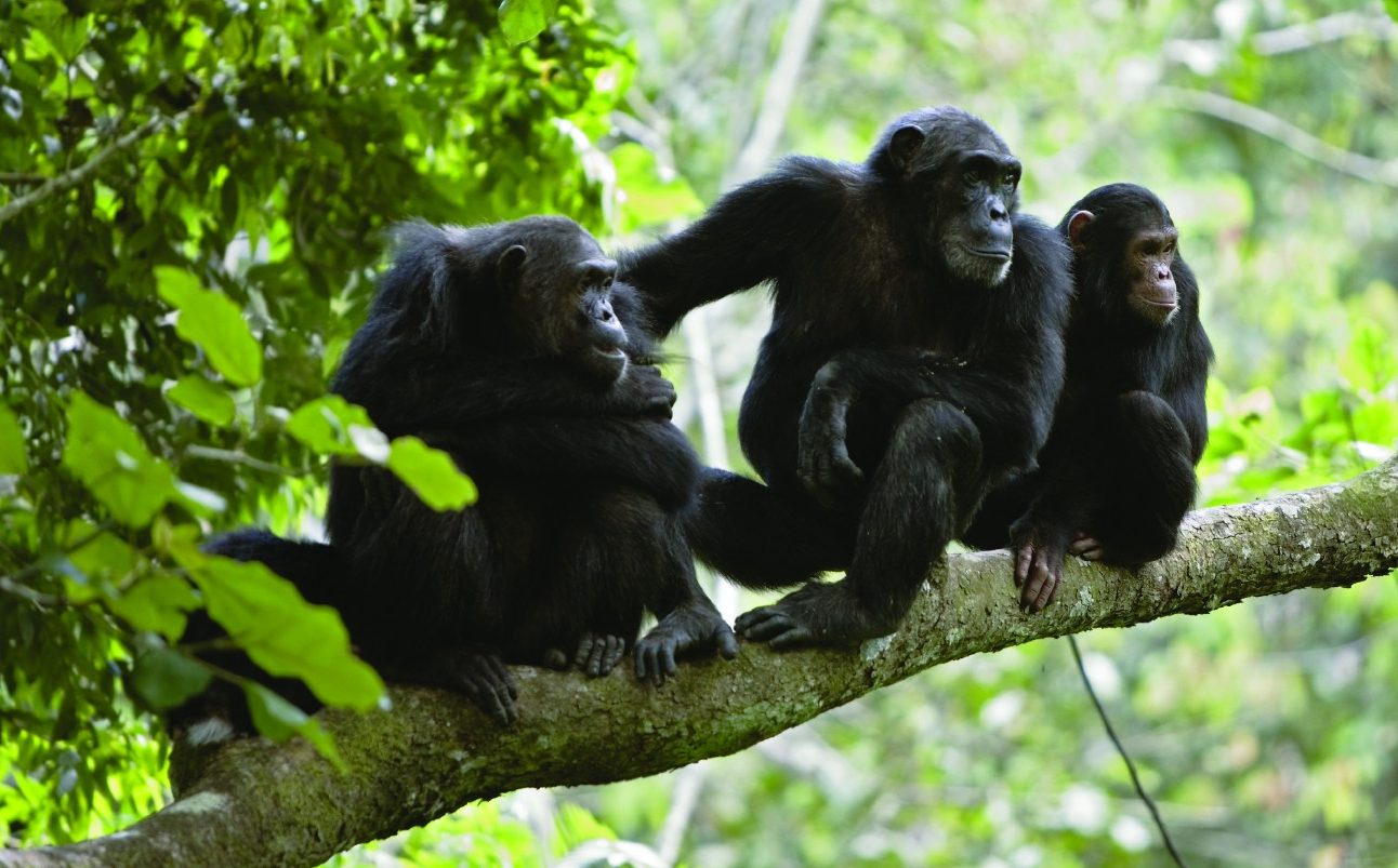 Three chimpanzees sitting on the branch of a tree