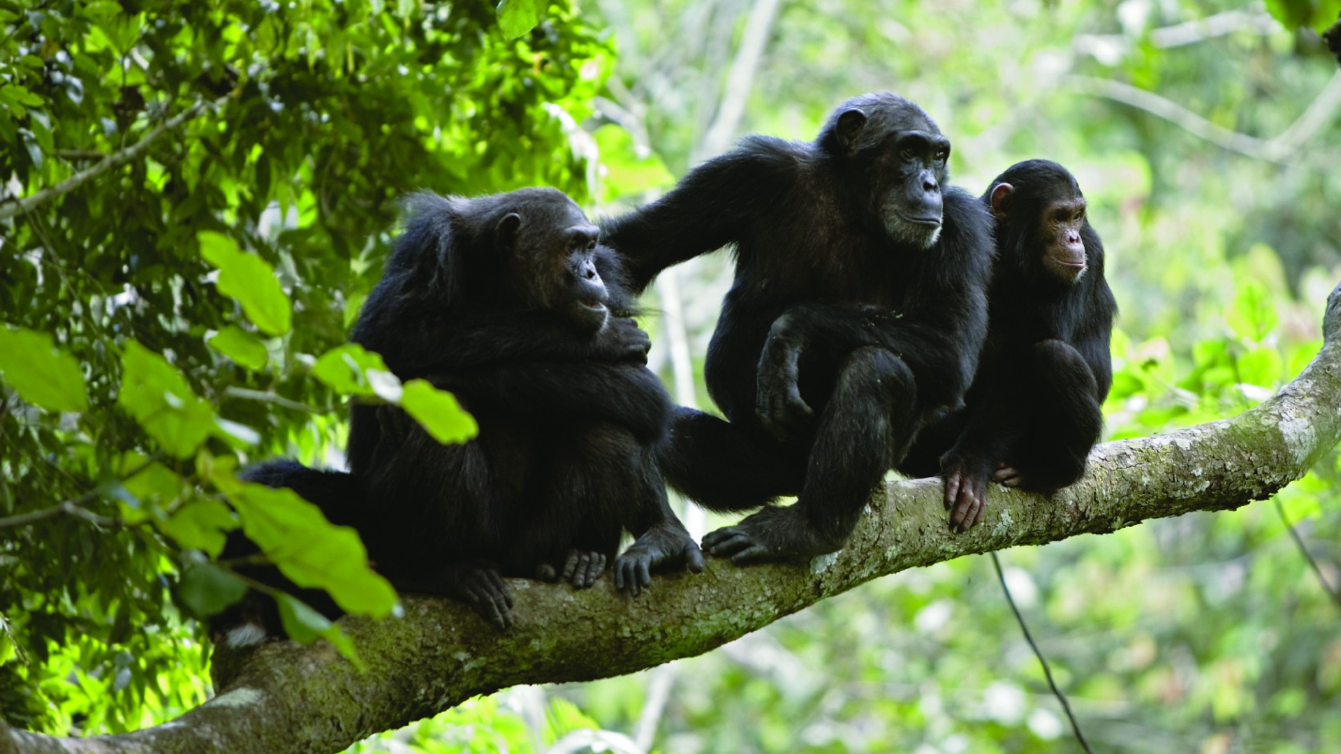 Three chimpanzees sitting on the branch of a tree