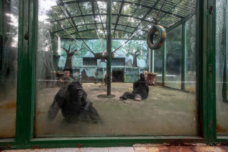 Chimpanzees in their concrete enclosure at Saigon Zoo (c) Aaron Gekoski