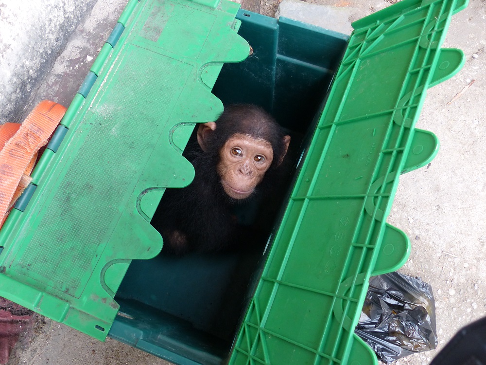 A tiny chimp inside a green plastic crate